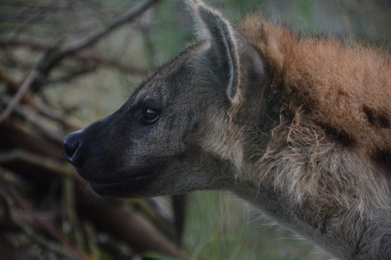 Vysněné zvíře - hyena skvrnitá