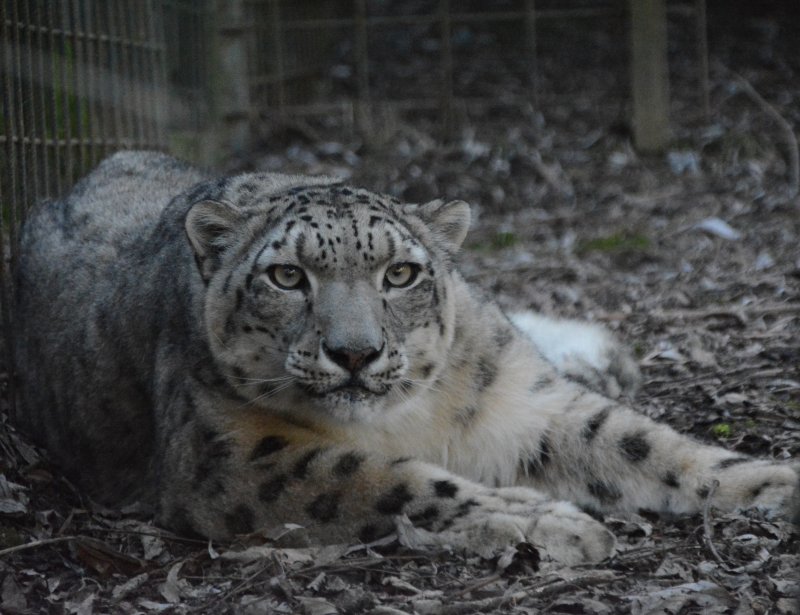 Sněžný levhart na návštěvě v naší zoo