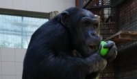 Ilustrační fotografie k článku Šimpanzí den