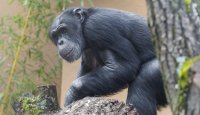 Šimpanz Bongo v novém