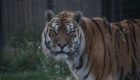 Uhynul nejstarší tygr ussurijský 