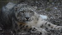 Sněžný levhart na návštěvě v naší zoo