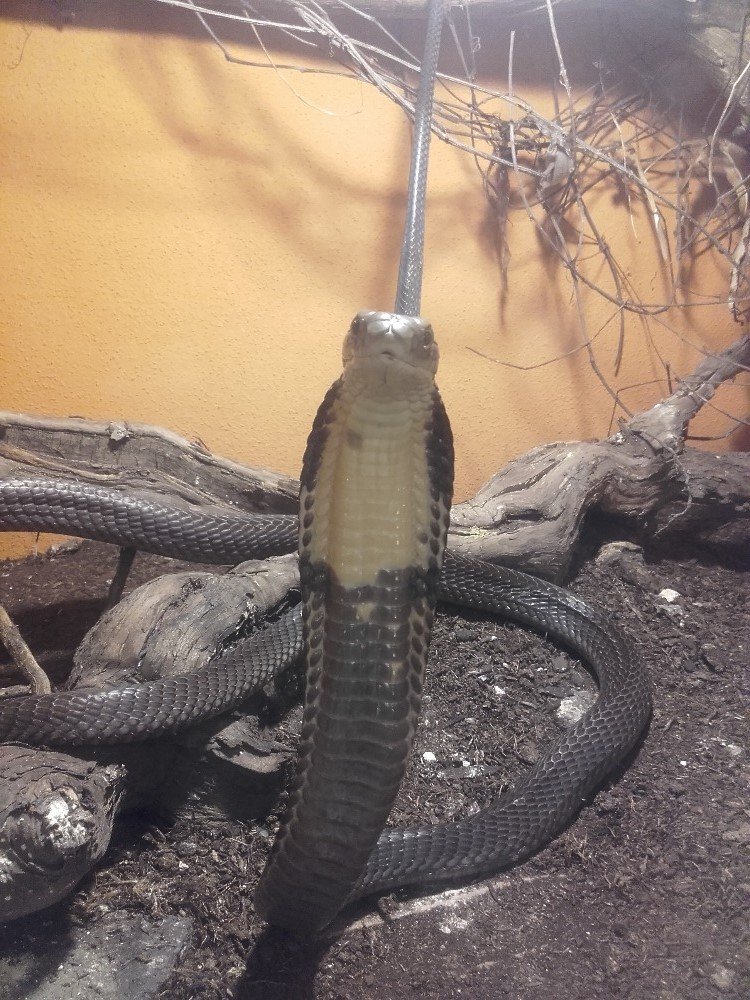 Kobra královská