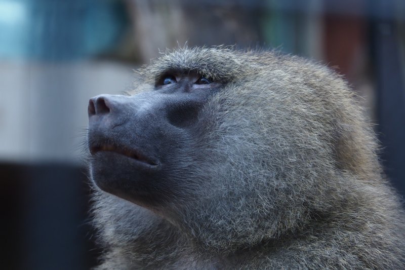 Pavián babuin