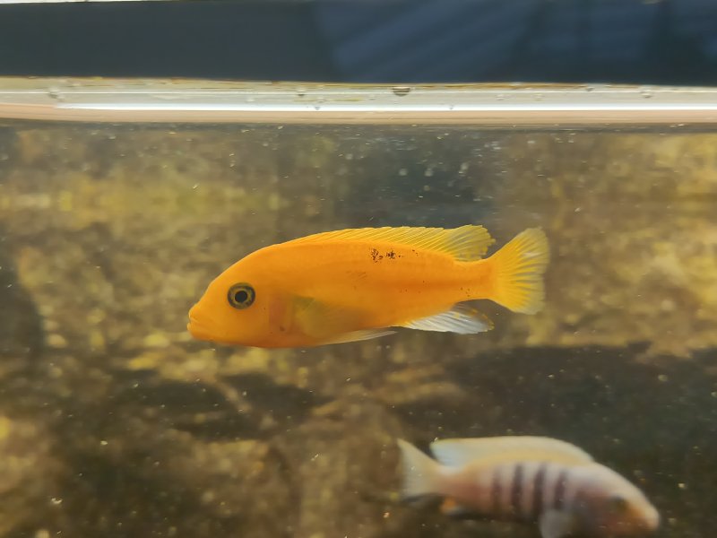 Tlamovec modrožlutý RED