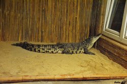 Iustrační foto k Krokodýl nilský