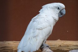 Iustrační foto k Kakadu bílý