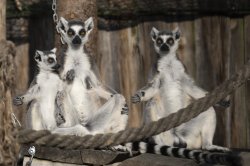 Iustrační foto k Lemur kata