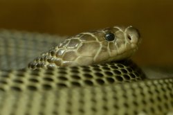 Iustrační foto k Kobra filipínská