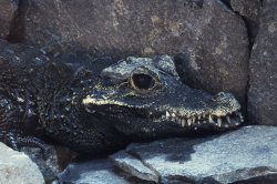 Iustrační foto k Krokodýl čelnatý