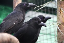 Iustrační foto k Straka ostroocasá