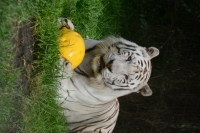 Světový den tygrů