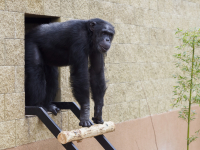 Šimpanz Bongo v novém