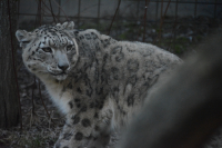 Sněžný levhart na návštěvě v naší zoo