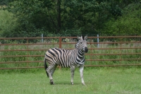 Zebra Chapmanova nově v zoo