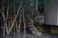 Sněžný levhart na návštěvě v naší zoo